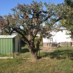 Alter Birnenbaum - bleibt erhalten