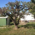 Alter Birnenbaum - bleibt erhalten